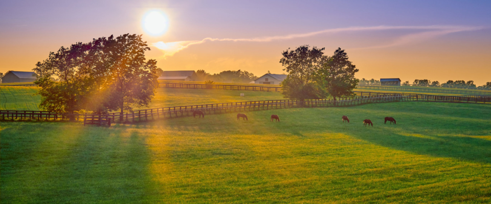 Thoroughbred Horses Grazing At Sunset In A Field.