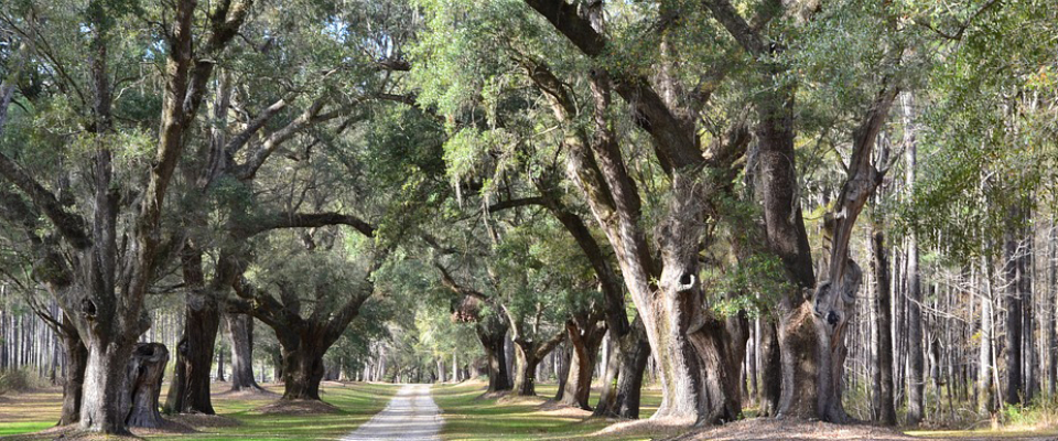 south-carolina-oak-trees-cropped-2405592_pixabay